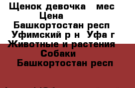 Щенок девочка 3 мес › Цена ­ 300 - Башкортостан респ., Уфимский р-н, Уфа г. Животные и растения » Собаки   . Башкортостан респ.